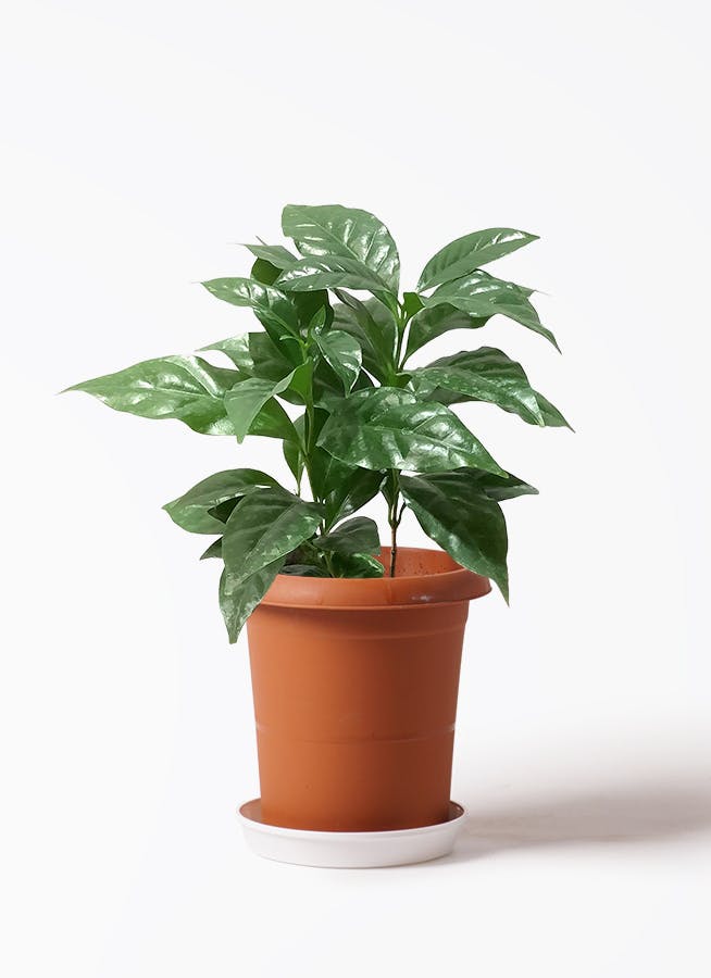 観葉植物 コーヒーの木 4号 インナ 1 G 植え替えキット付き | 観葉植物 