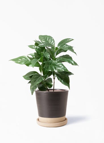 観葉植物 コーヒーの木 4号 Mat Glaze Terracotta(マット グレーズ テラコッタ) ブラック 植え替えキット付き