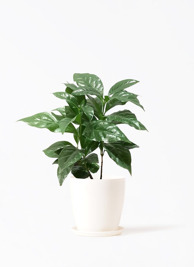 観葉植物 コーヒーの木 4号 ラスターポット 付き | 観葉植物なら