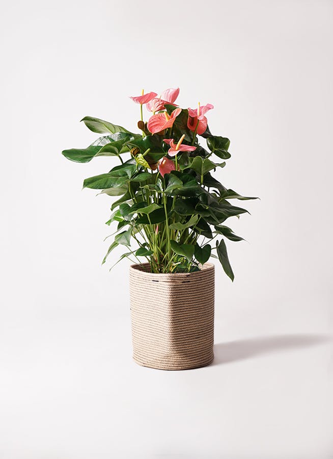 アンスリウム 10号 | 観葉植物通販HitoHana(ひとはな)