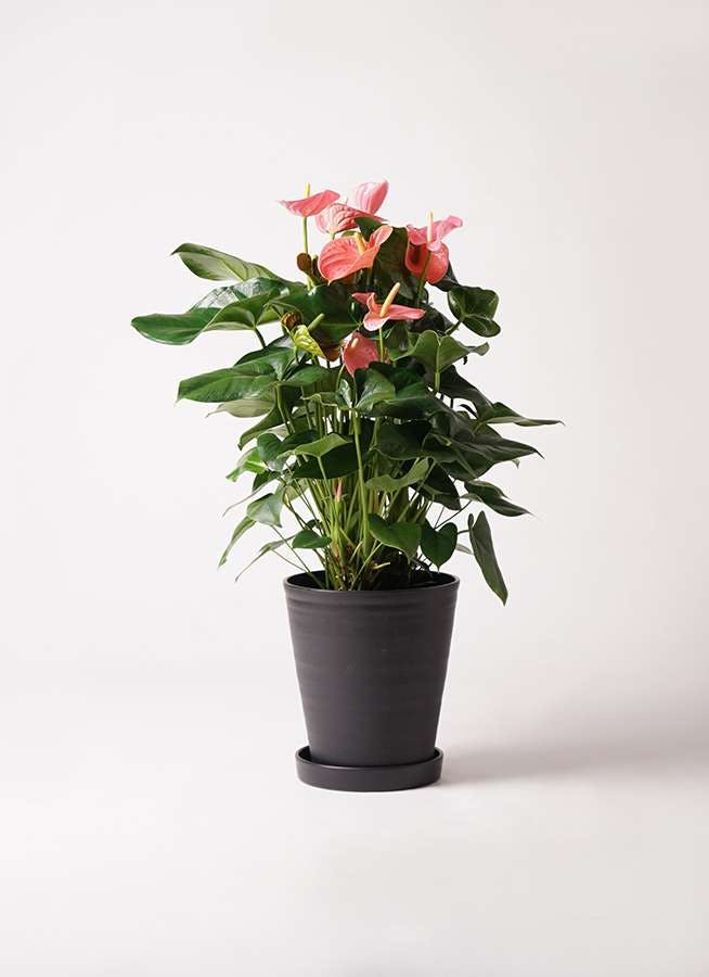 観葉植物 アンスリウム 10号 ピンク プラスチック鉢