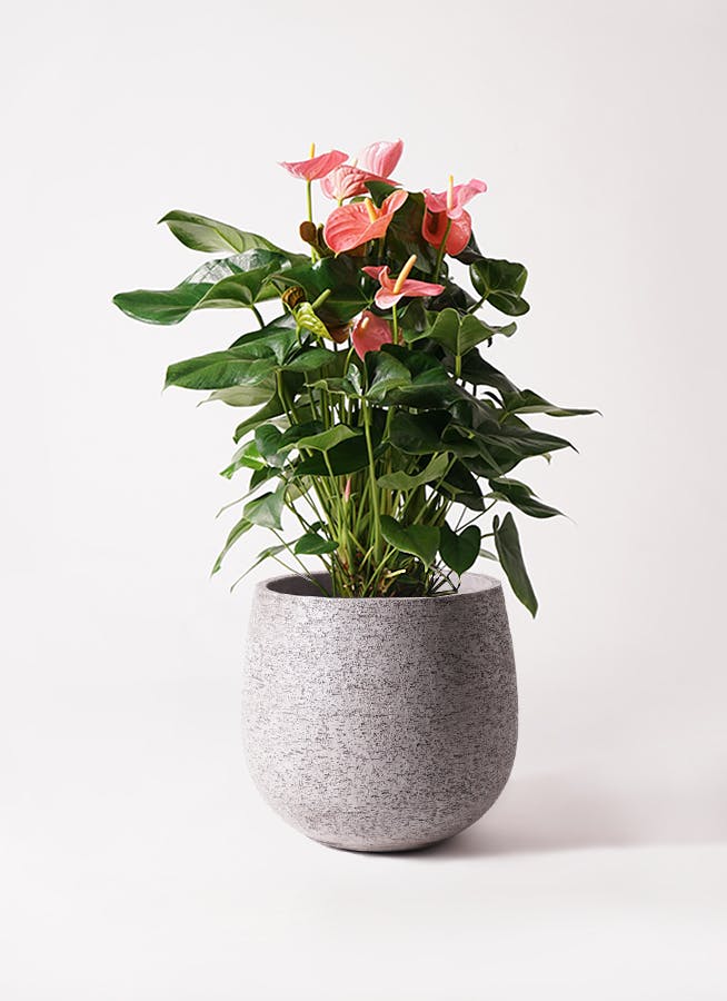 アンスリウム 10号 | 観葉植物通販HitoHana(ひとはな)