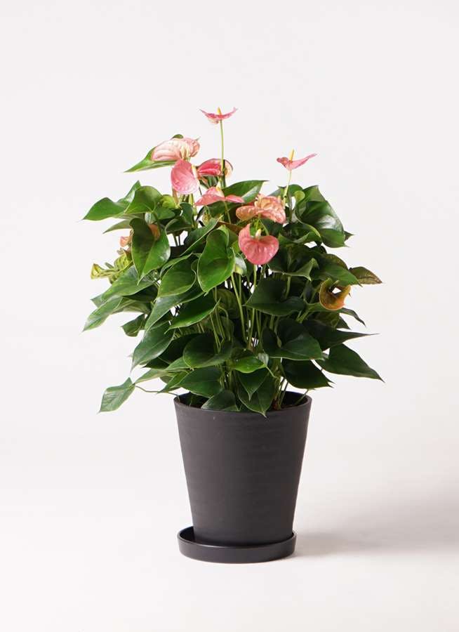 観葉植物 アンスリウム 8号 ピンク プラスチック鉢