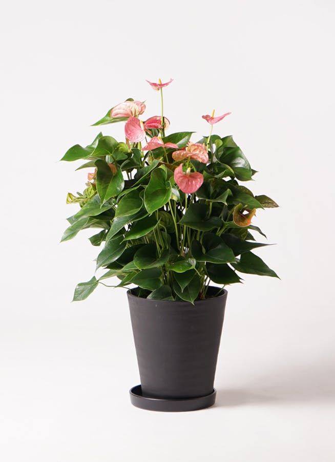 観葉植物 アンスリウム 8号 ピンク プラスチック鉢 | 観葉植物なら 