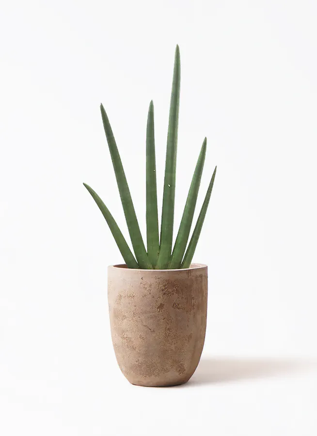 サンスベリア スタッキー | 観葉植物 | インテリアやギフトに 
