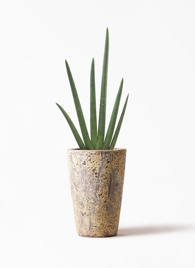 観葉植物 サンスベリア 8号 スタッキー アトランティス クルーシブル 付き 観葉植物ならhitohana ひとはな