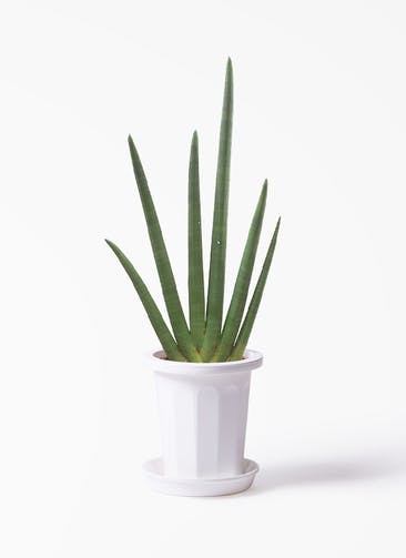 観葉植物 サンスベリア 8号 スタッキー プラスチック鉢