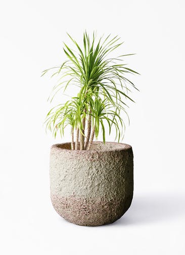 観葉植物 ドラセナ カンボジアーナ 8号 Coral Pot (コーラルポット)  ホワイト 付き
