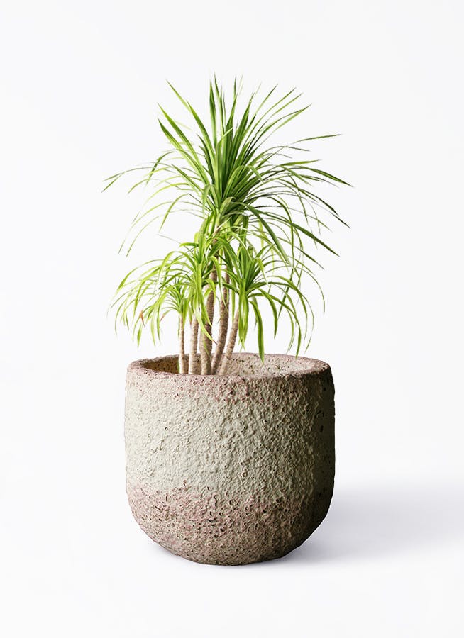 観葉植物 ドラセナ カンボジアーナ 8号 Coral Pot (コーラルポット