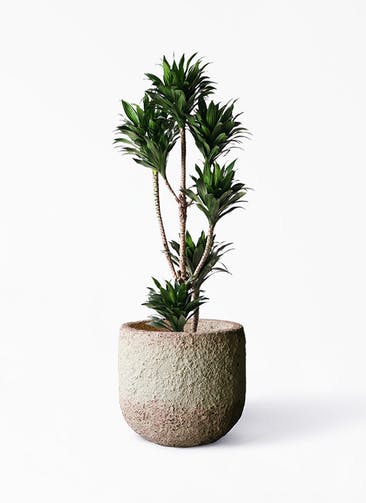 観葉植物 ドラセナ コンパクター 8号 Coral Pot (コーラルポット)  ホワイト 付き