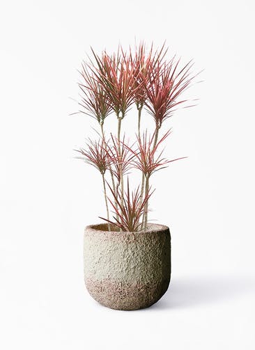 観葉植物 ドラセナ コンシンネ スカーレットアイビス 8号 寄せ Coral Pot (コーラルポット)  ホワイト 付き