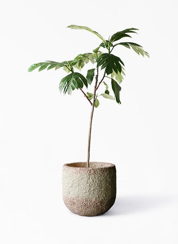 観葉植物 パンノキ 8号 Coral Pot (コーラルポット)  ホワイト 付き