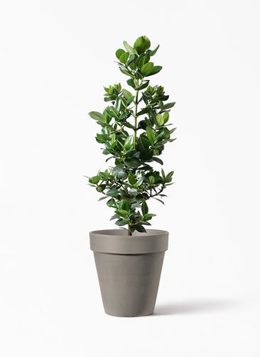 観葉植物 クルシア ロゼア プリンセス 8号 アルトポット カプチーノM  30cm 付き