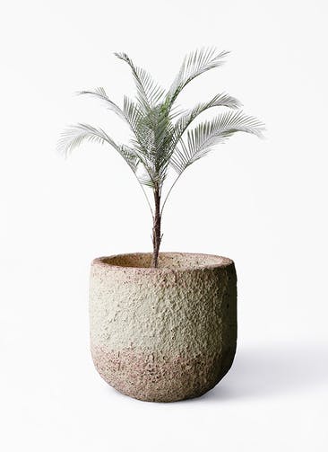 観葉植物 ヒメココス 8号 Coral Pot (コーラルポット)  ホワイト 付き