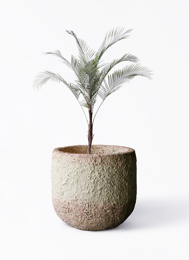 観葉植物 ヒメココス 8号 Coral Pot (コーラルポット) ホワイト 付き | 観葉植物ならHitoHana(ひとはな)