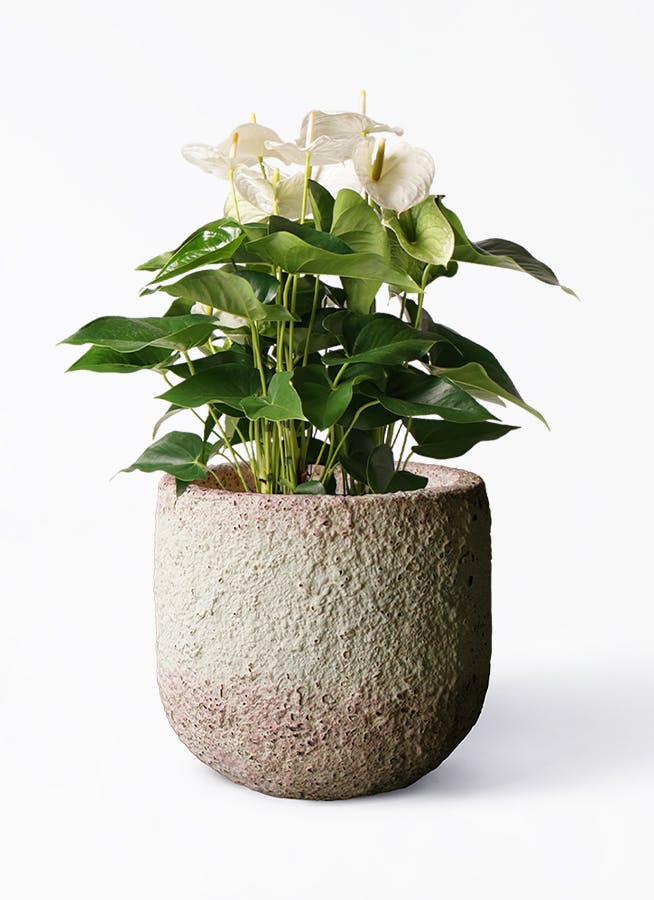 観葉植物 アンスリウム 8号 スミ Coral Pot (コーラルポット
