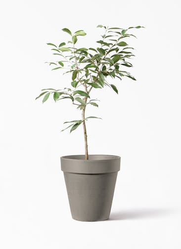 観葉植物 アマゾンオリーブ (ムラサキフトモモ) 8号 アルトポット カプチーノM  30cm 付き