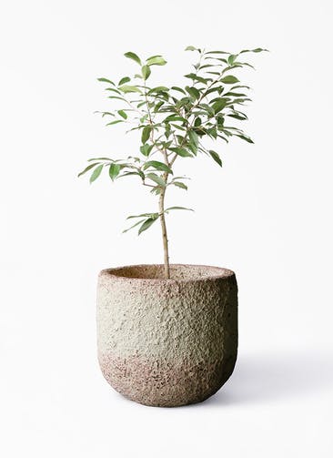 観葉植物 アマゾンオリーブ (ムラサキフトモモ) 8号 Coral Pot (コーラルポット)  ホワイト 付き
