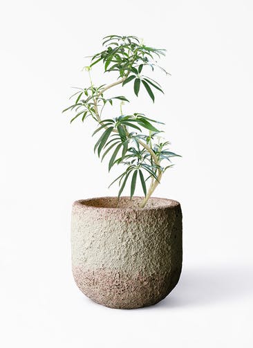 観葉植物 シェフレラ アンガスティフォリア 8号 曲り Coral Pot (コーラルポット)  ホワイト 付き