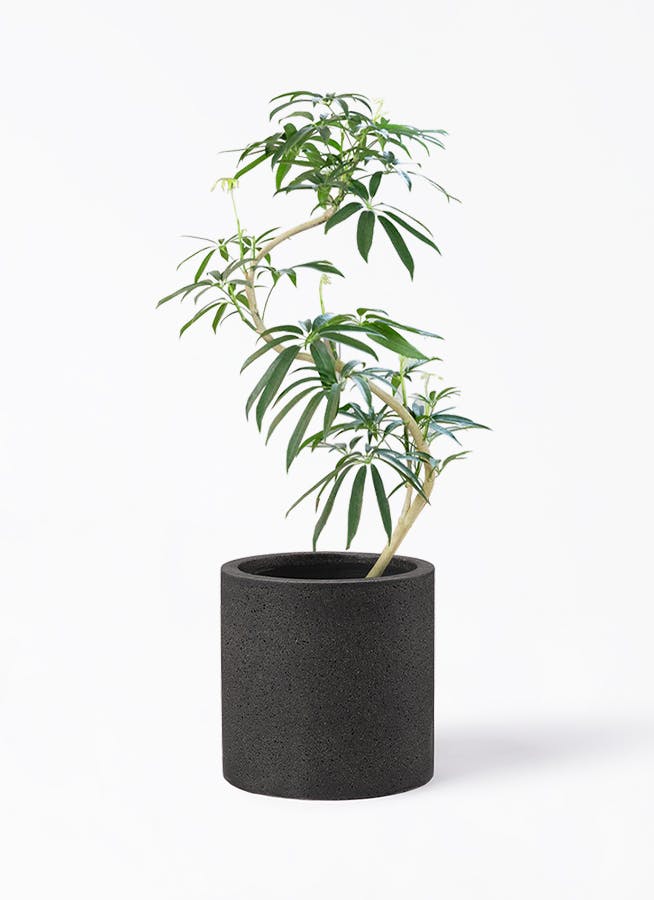 シェフレラ アンガスティフォリア | 観葉植物通販 HitoHana（ひとはな）