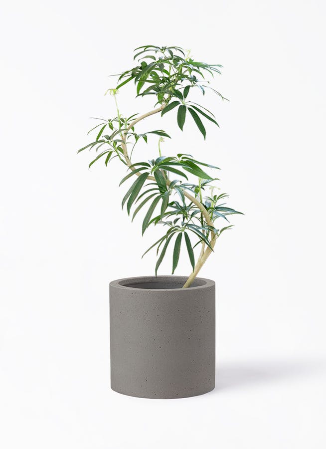 シェフレラ アンガスティフォリア | 観葉植物通販 HitoHana（ひとはな）