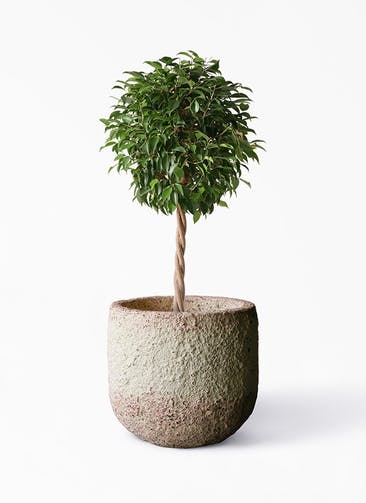 観葉植物 フィカス ベンジャミン 8号 玉造り Coral Pot (コーラルポット)  ホワイト 付き