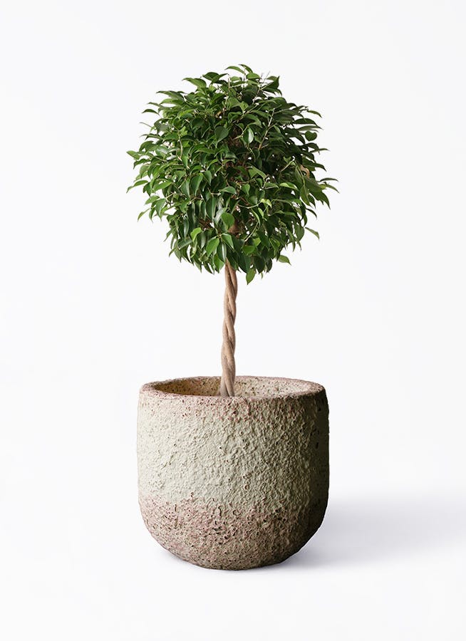 【激レア】ベンジャミン フィカス　特大 約150cm 極上樹形 フィカス ベンジャミン | 観葉植物の通販ならHitoHana