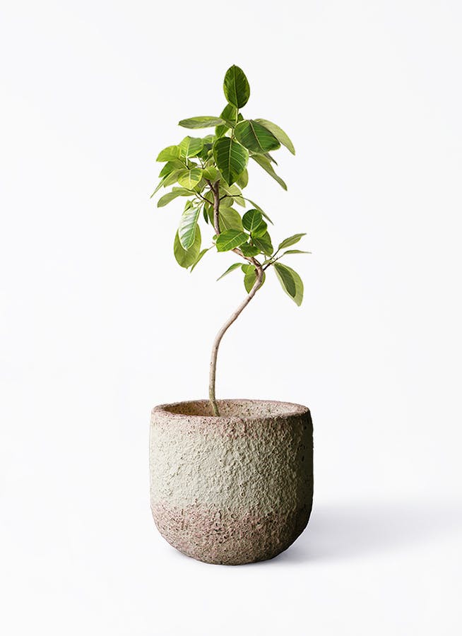 フィカス アルテシーマ 8号 | 観葉植物通販HitoHana(ひとはな)