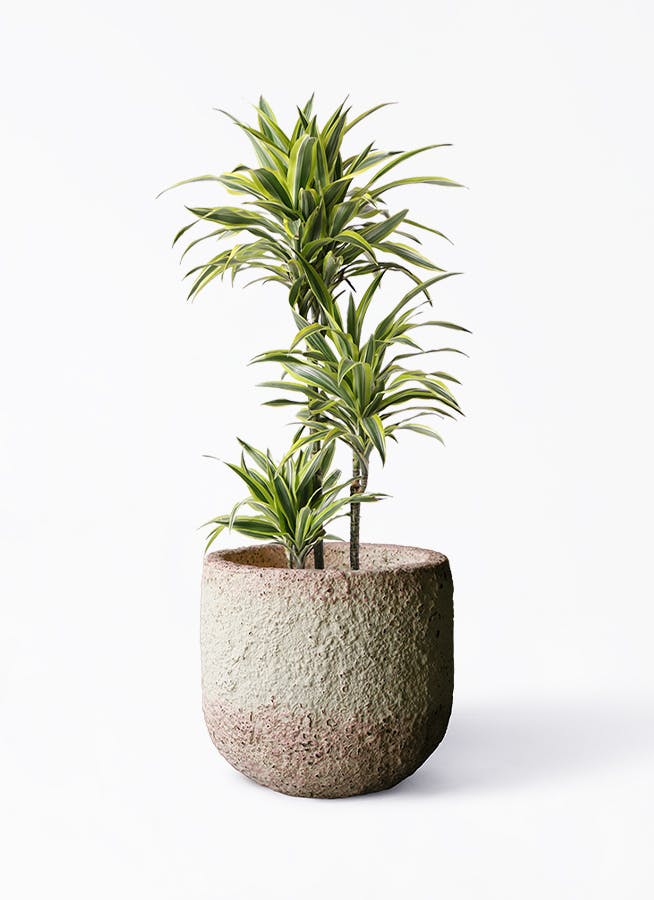 観葉植物 ドラセナ ワーネッキー レモンライム 8号 Coral Pot