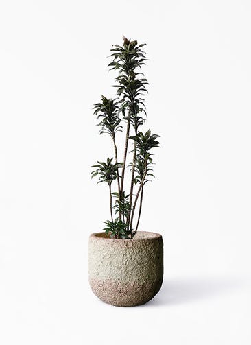 観葉植物 ドラセナ パープルコンパクタ 8号 Coral Pot (コーラルポット)  ホワイト 付き
