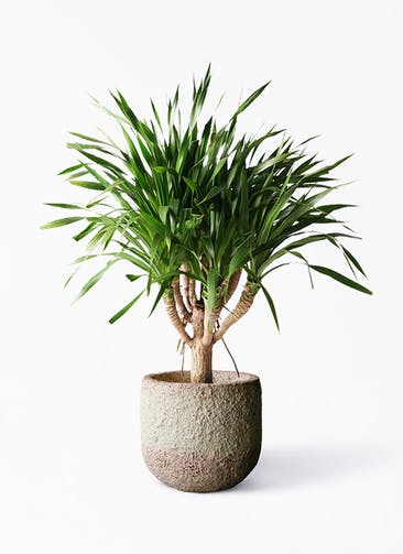 観葉植物 ドラセナ パラオ 8号 Coral Pot (コーラルポット)  ホワイト 付き
