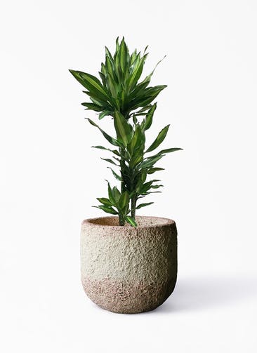 観葉植物 ドラセナ ジェレ 8号 ノーマル Coral Pot (コーラルポット)  ホワイト 付き