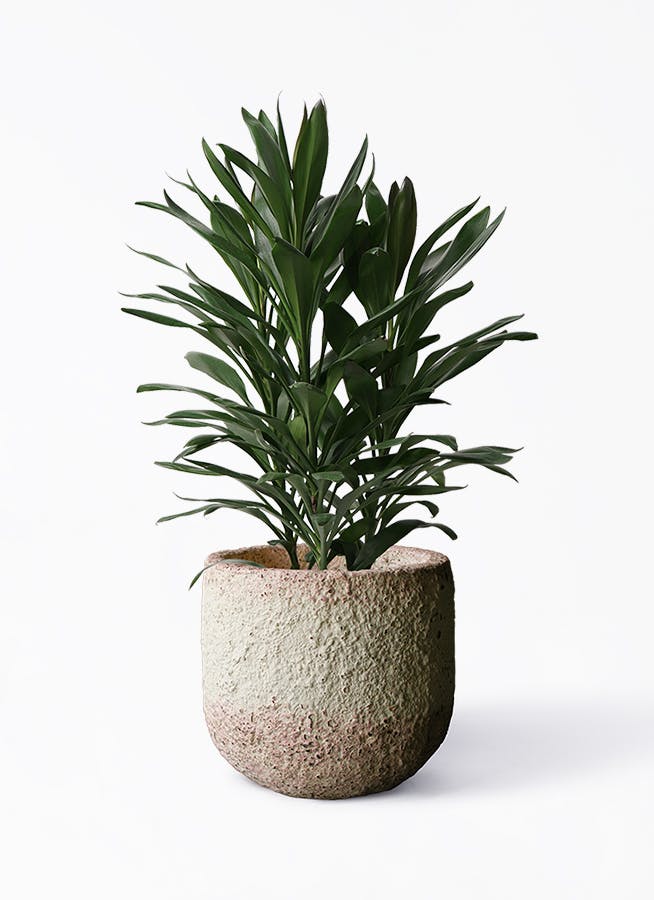 ドラセナ・グローカル 観葉植物 ドラセナ グローカル