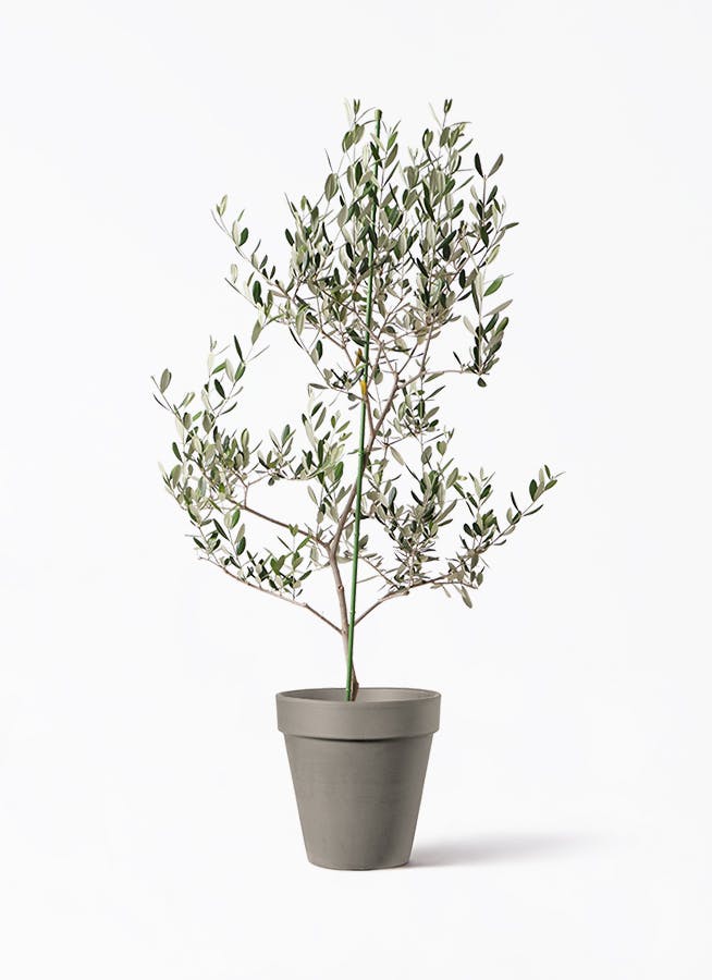 SOUJU】香川県産オリーブの木 ルッカ 10号鉢 21