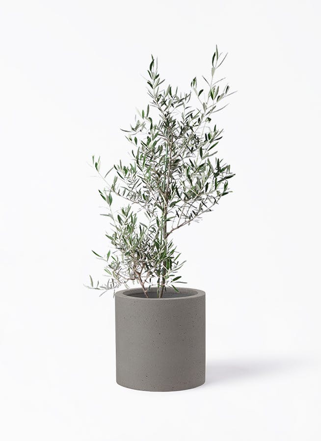 観葉植物 オリーブの木 8号 コラティーナ (コラチナ) コーディル