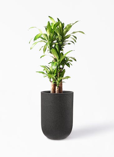 観葉植物 ドラセナ 幸福の木 8号 ノーマル コーディル ミドル  ブラック 付き