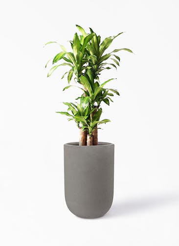 観葉植物 ドラセナ 幸福の木 8号 ノーマル コーディル ミドル  グレー 付き