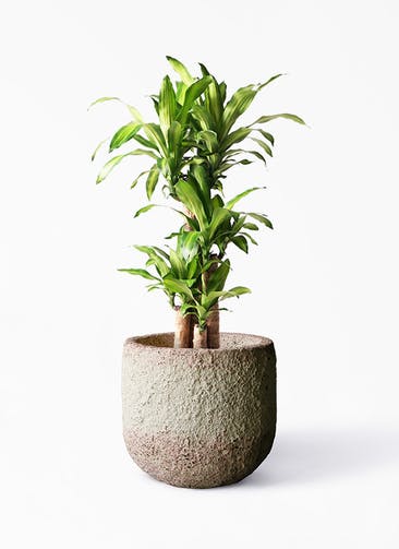 観葉植物 ドラセナ 幸福の木 8号 ノーマル Coral Pot (コーラルポット)  ホワイト 付き