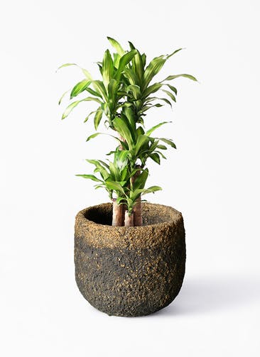 観葉植物 ドラセナ 幸福の木 8号 ノーマル Coral Pot (コーラルポット)  ブラック 付き
