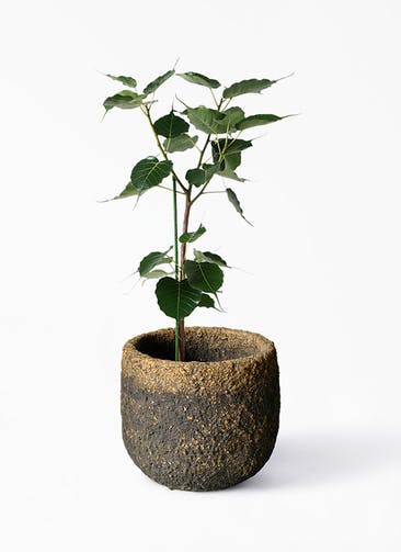観葉植物 インドボダイジュ 8号 Coral Pot (コーラルポット)  ブラック 付き
