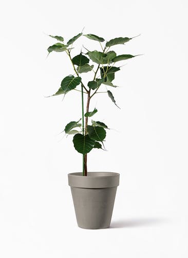 観葉植物 インドボダイジュ 8号 アルトポット カプチーノM  30cm 付き