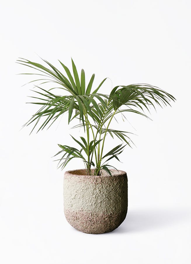 ケンチャヤシ | 観葉植物の通販ならHitoHana（ひとはな）