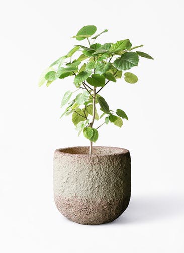 観葉植物 フィカス ウンベラータ 8号 ノーマル Coral Pot (コーラルポット)  ホワイト 付き