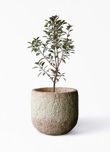観葉植物 フランスゴムの木 8号 ノーマル Coral Pot (コーラルポット)  ホワイト 付き