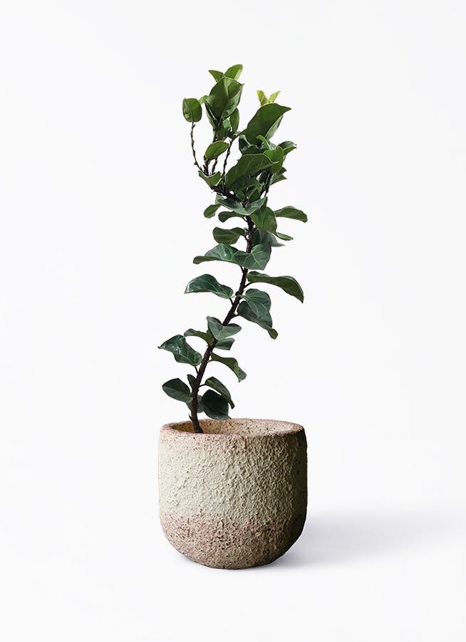 カシワバゴムの木 バンビーノ | 観葉植物通販HitoHana(ひとはな)