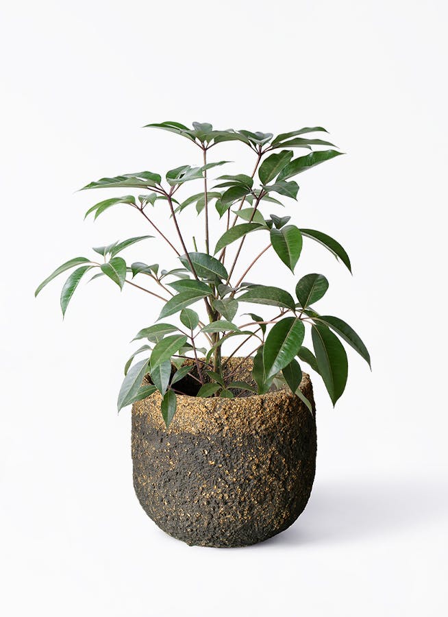 観葉植物 ツピダンサス 8号 ボサ造り Coral Pot (コーラルポット 
