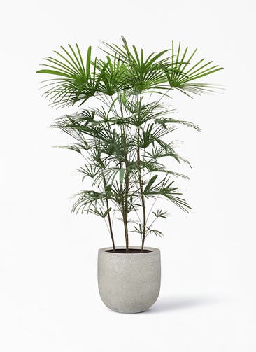観葉植物 ウンナンシュロチク（雲南棕櫚竹） 8号 ラヴァライト Uポット  クリーム 付き