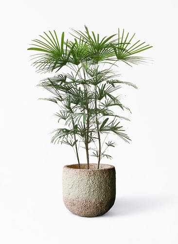 観葉植物 シュロチク（棕櫚竹） 8号 Coral Pot (コーラルポット)  ホワイト 付き
