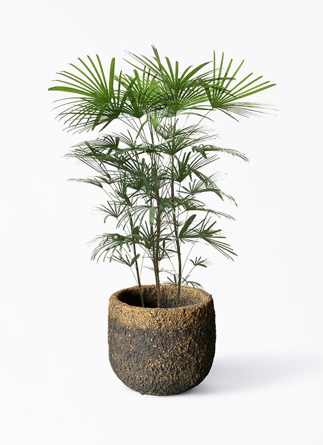 雲南シュロ竹 ウンナンシュロチク ８号サイズ - 植物/観葉植物