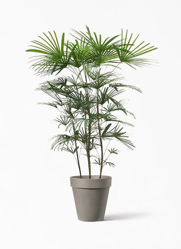 観葉植物 ウンナンシュロチク（雲南棕櫚竹） 8号 アルトポット カプチーノM  30cm 付き